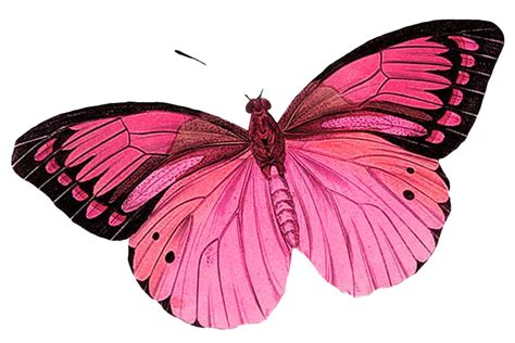 Real Pink Butterfly Transparent Image Png Arts