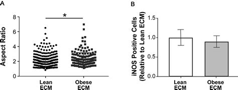 Obesity Associated Extracellular Matrix Remodeling Promotes A