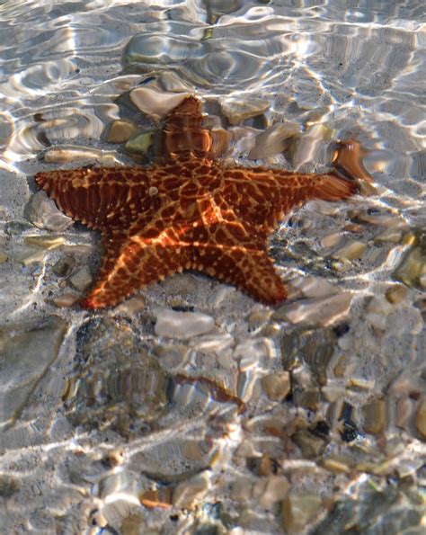 Free Stock Photo 1750 Sea Star Freeimageslive