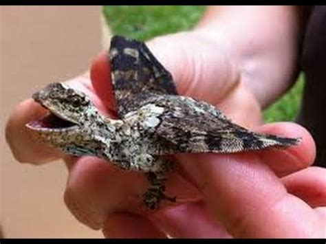 If you play in a game where those background traits are not used, then this is actually a pretty decent version of the character sheet. Real Baby Dragon Found in Malaysia - YouTube