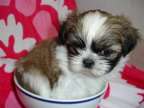 Shih Tzu X Miniature Poodle Puppies For Sale In Fort Lauderdale