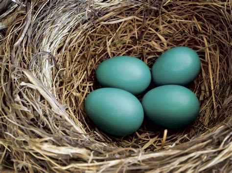Des œufs couleur d azur