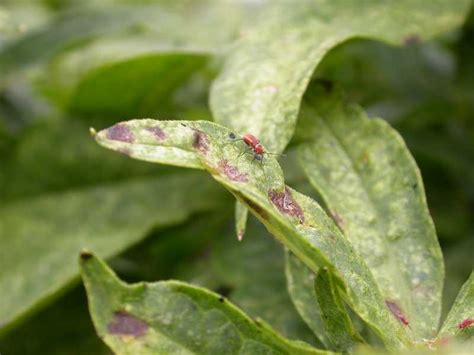 Phlox Bugs