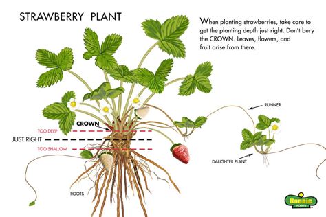 Growing Strawberries Tips On Planting Strawberries