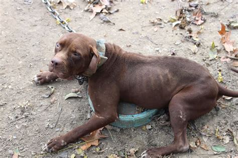 Despite Years Of Cruelty Pit Bulls Wagged Their Tails