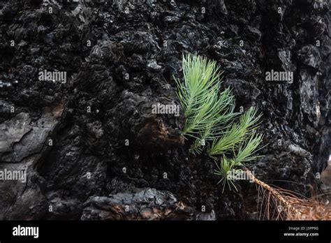 Canary Pine After Forest Fire La Palma Spain Pinus Canariensis Stock