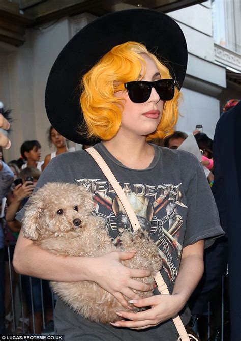 Thieves who shot her dog walker and stole 2 of her french bulldogs. Lady Gaga can't bear to be apart from her new fuzzy haired ...