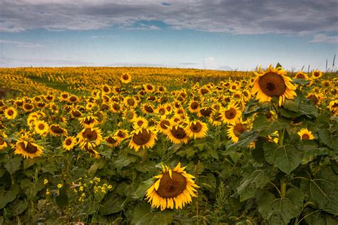 Field Of Sun Flowers Panoramic Photography Hd Wallpaper Wallpaper Flare