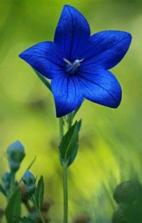 Flor Azul Belas Flores Flores Maravilhosas Flores Azuis
