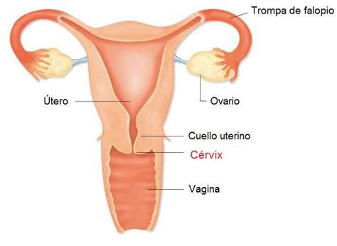 Imágenes del Aparato Reproductor Femenino Anatomía de Órganos