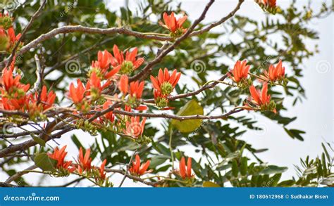 Indian Coral Tree Erythrina Variegata Covered With Beautiful Flower