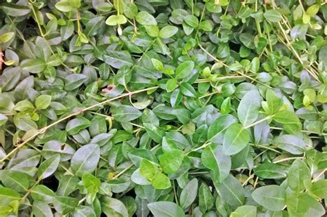 Maybe you would like to learn more about one of these? How to Grow Creeping Myrtle (with Pictures) | eHow