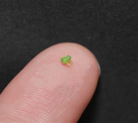 【ちっっっちゃ 】世界最小のカエル発見⁉ 米粒サイズのアートに「えすごすぎ 」「匠の技」と驚きの声 マイナビニュース
