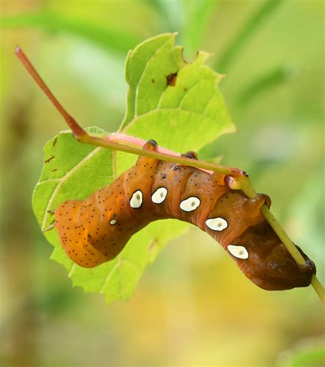 It has blue between two rows of. Green Red Caterpillar With Spike On Tail | Hot Girl HD ...