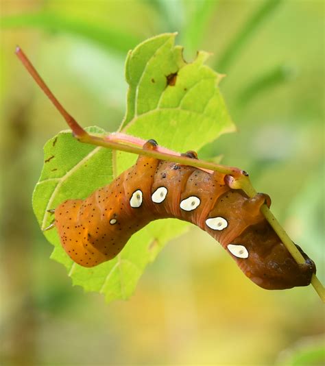 Caterpillar with huge spike youtube. What Big Smooth Caterpillar Is Rusty Brown With 5 White ...