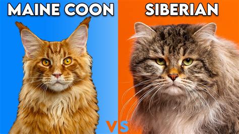 Maine Coon Cat Vs Siberian Cat How To Identify Them Youtube