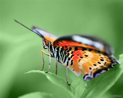Enjoy Butterfly Beautiful Wallpapers