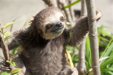 Sloth Images Feature Photogenic Creatures Rescued After Home Destroyed