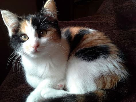 Pictures Of Calico Cats And Kittens Find A Friend Toot Sweet The