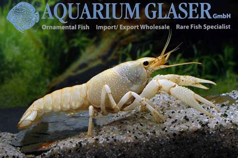 Procambarus Clarkii White Aquarium Glaser Gmbh