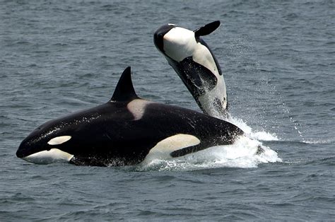 Orca Jumping Kids Against Plastic