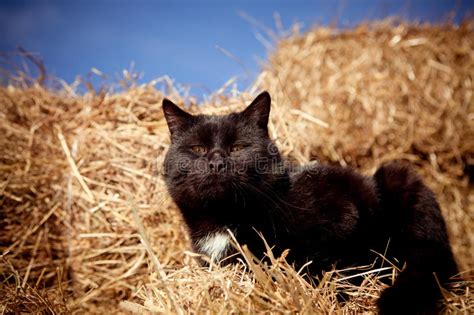 350 Black Cat Hay Stock Photos Free And Royalty Free Stock Photos From