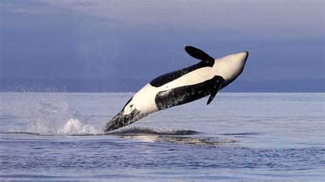 Grandma Killer Whale Missing And Likely Dead Researchers Sacramento Bee
