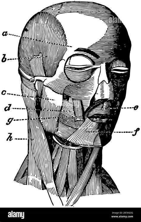 This Illustration Represents Muscles Of The Face And Neck Vintage Line Drawing Or Engraving