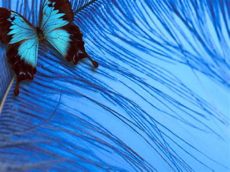 Beautiful Butterflies Butterflies Wallpaper 9481198 Fanpop