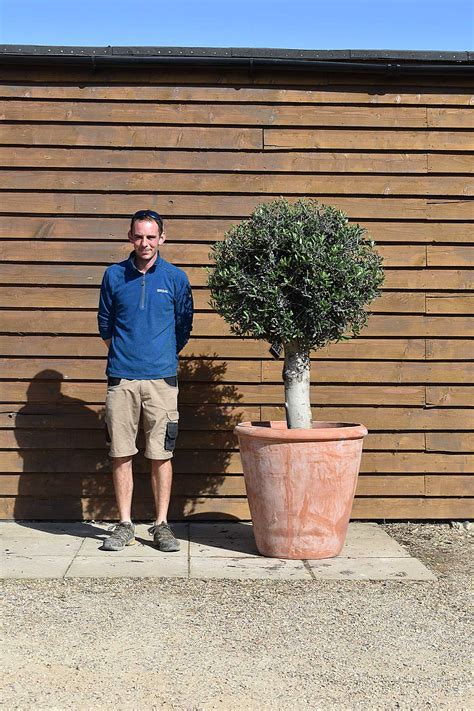 Potted Lollipop Olive Tree No 381 Olive Grove Oundle