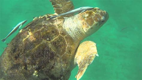 Kayaking With A Loggerhead Sea Turtle Gopro Hero 3 Destin Florida