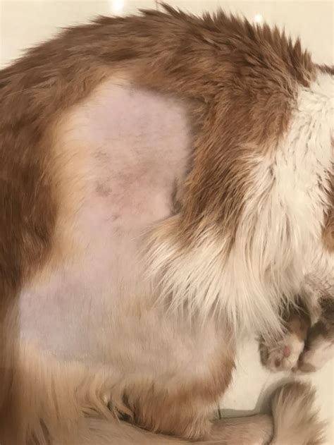 Patch Of Hair Loss On Cat Cat Losing Hair On Back Of Ears
