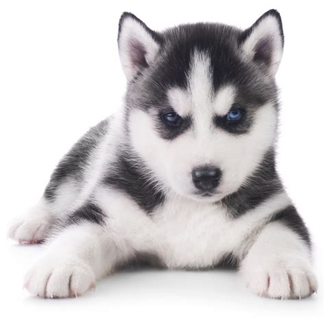 They are such magical dogs, it's hard not to want one. Siberian Husky » - Puppy Buddy