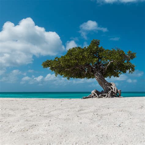 The Top 10 Essential Honeymoon Experiences In Aruba Travelers Joy