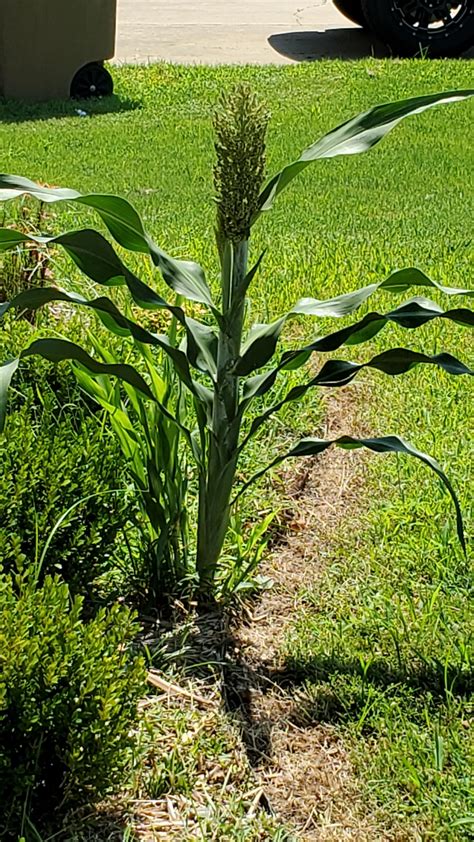 Anyone Know What This Is Looks Like A Corn Stalk Growing In My Flower
