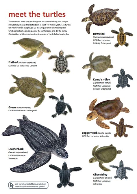 Sea Turtle Information