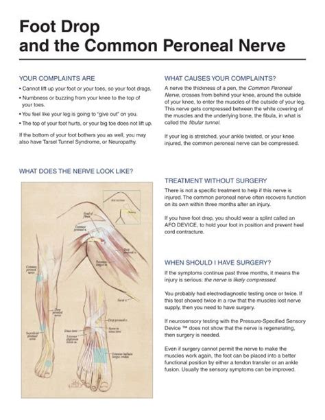 Foot Drop And The Common Peroneal Nerve Head To Toe