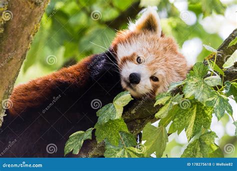 Red Panda Resting In A Tree Stock Photo Image Of Panda Mammal 178275618
