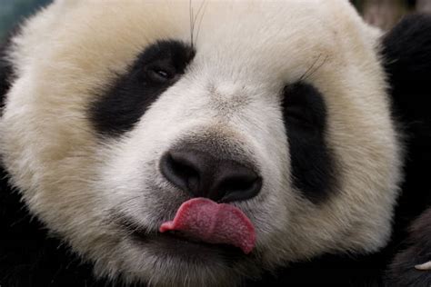 10 Panda Animal Tongue Sticking Out Tongue Animal Stock Photos