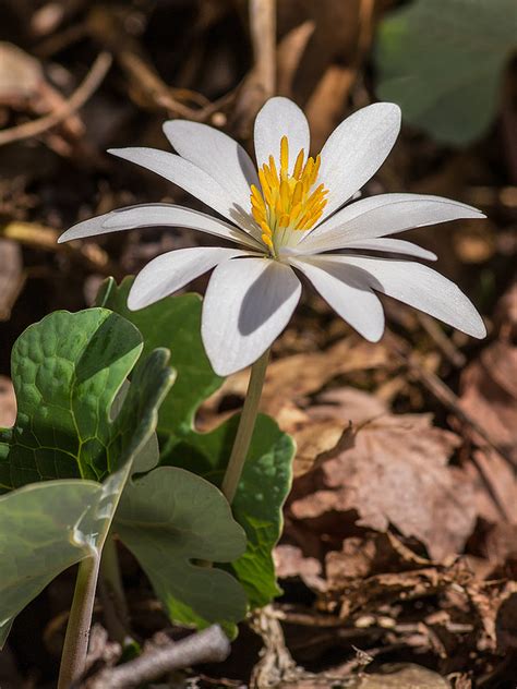 Buy Bloodroot Plants Wholesale Sanguinaria Canadensis