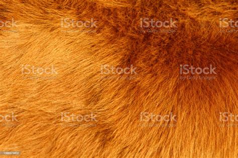 Animal Fur Texture Background Closeup Fluffy Cow Cattle Hair Stock