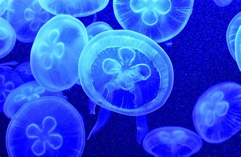 5 Most Dangerous Jellyfish In The World Planet Deadly