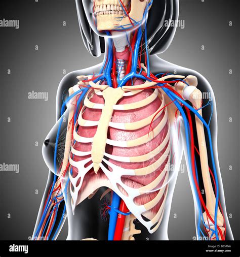Female Chest Anatomy High Resolution Stock Photography And Images Alamy