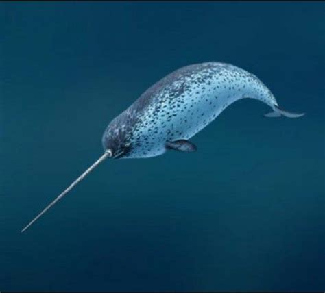 Narwhal Annewhilborn Sea Mammal Ocean Creatures Water Animals