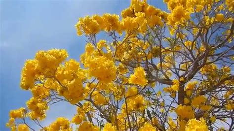 Tabebuia Tree Blooming Yellow Flowers Lake Worth Fl Youtube