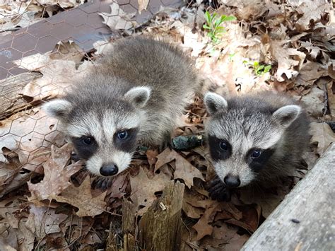 Cute Baby Raccoons Raww