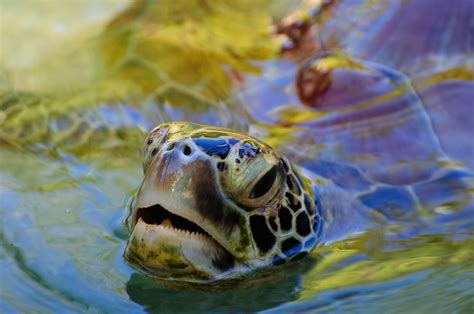 Free Images Wildlife Nikon Sea Turtle Reptile Fish Fauna Close