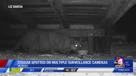 Rare Cougar Sighting Captured On Multiple Murray Surveillance Cameras