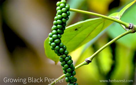 Growing Black Pepper Herbazest