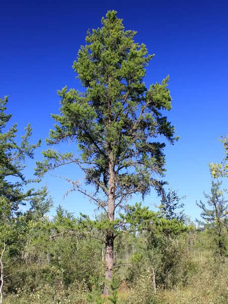 Jack Pine for Sale - TreeTime.ca